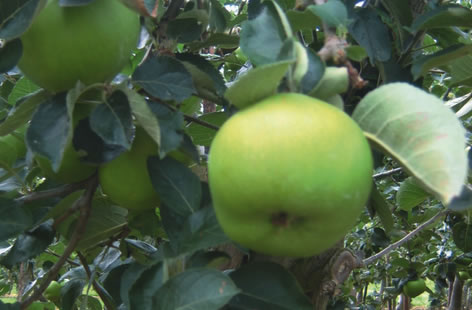 Bramley apples
